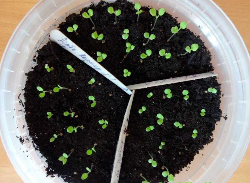 Как вырастить растение из семени belladonna конопля