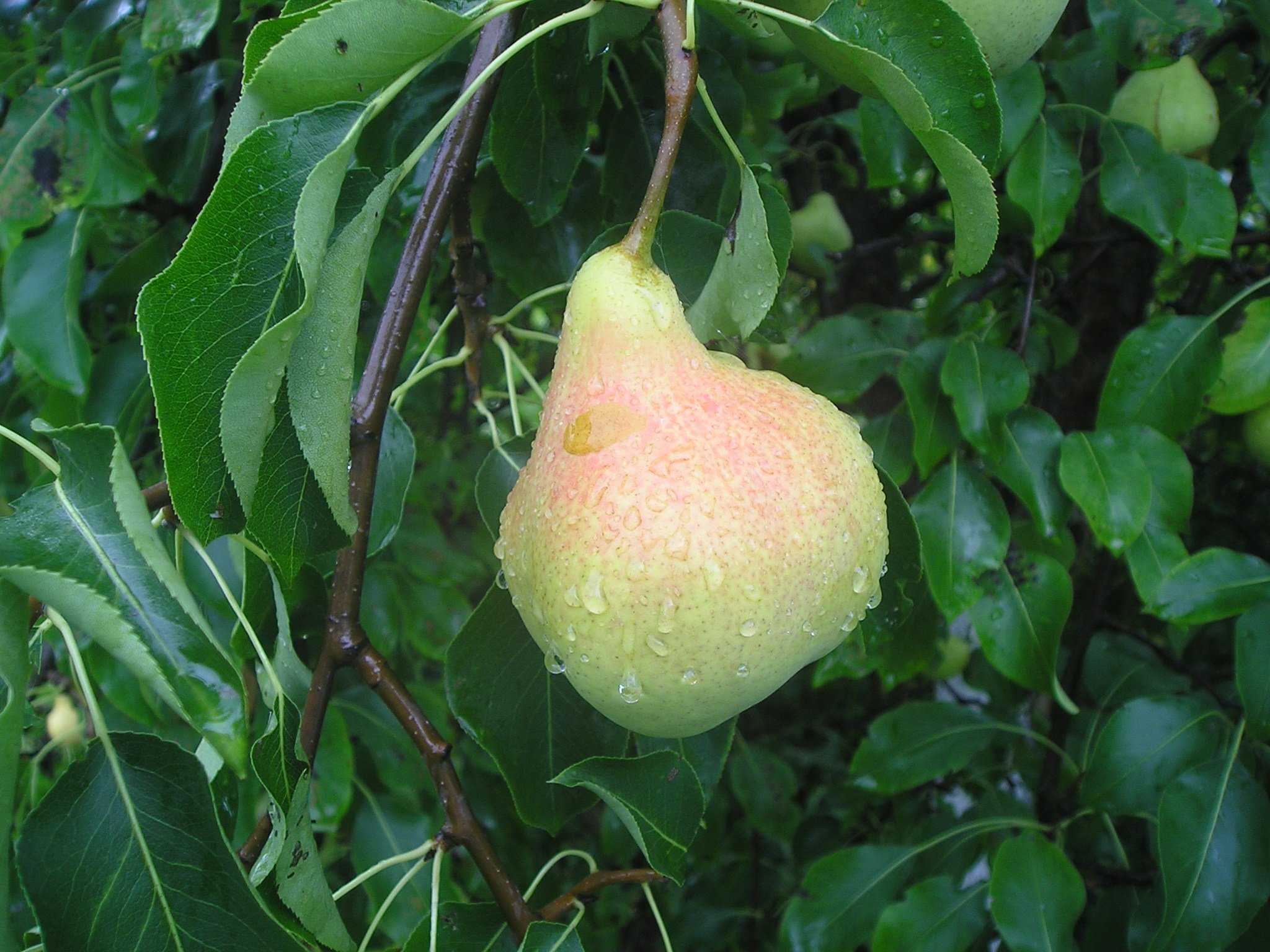 Рекомендованные специалистами сорта яблонь и груш