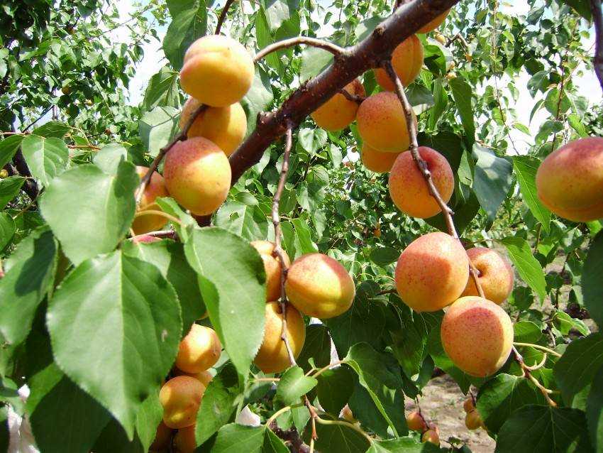 Описание и характеристика абрикоса шалах, родственники и выращивание