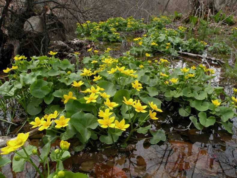 Калужница болотная — жёлтое покрывало в саду