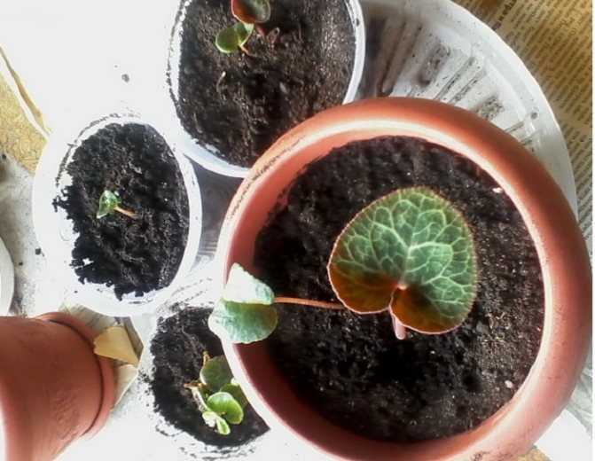 Как вырастить цикламен из семян в домашних условиях