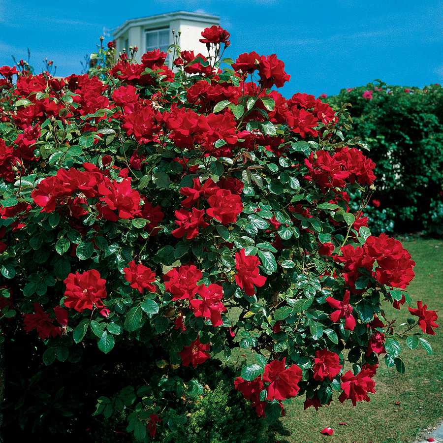 Плетистые розы: посадка и уход, размножение, обрезка, сорта, фото