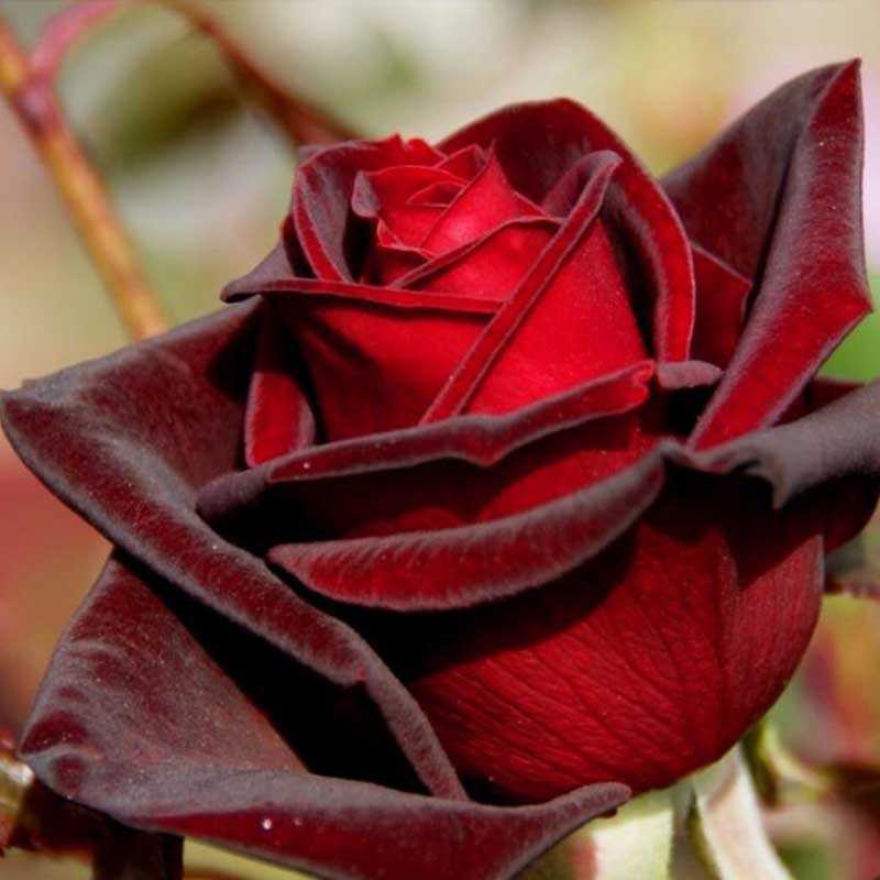 Роза черная магия: характеристика популярного сорта