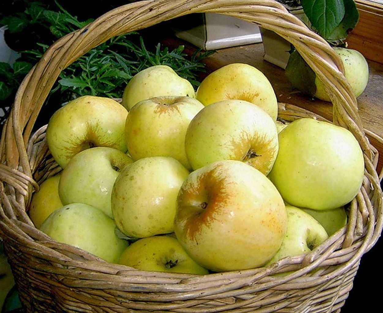 Ароматное яблоко белый налив: описание и фото сорта, особенности выращивания и другие нюансы