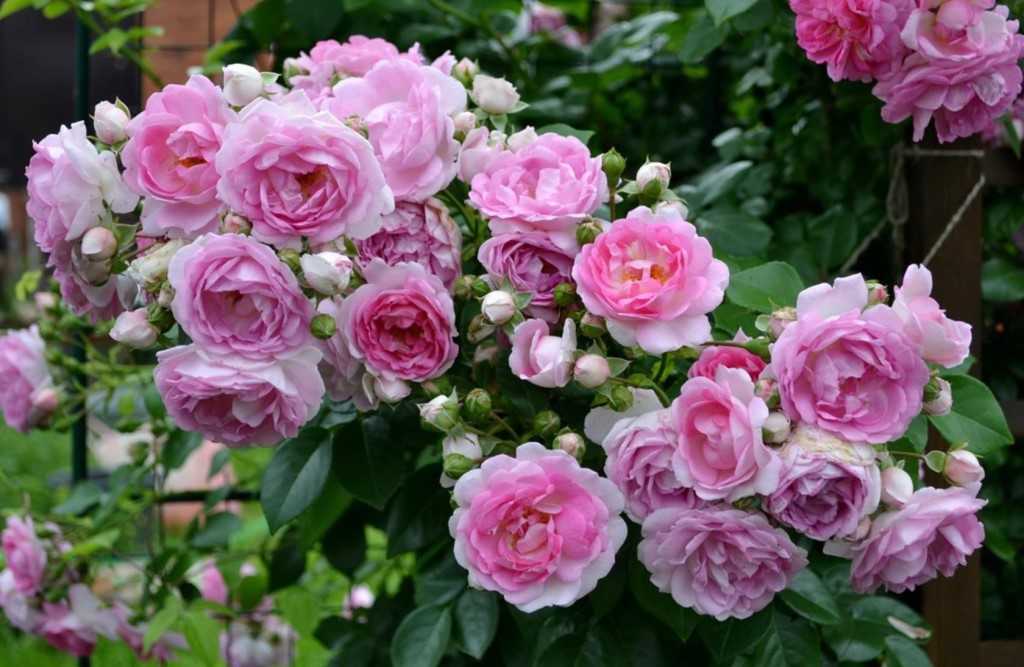 Роза плетистая Жасмина Jasmina — что это за сорт, характеристики, как выглядит Агротехника выращивания обильноцветущего сорта плетистой розы, как посадить и ухаживать за кустарником