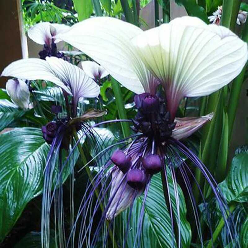 Такка шантрье или черная лилия: фото цветка, уход в домашних условиях selo.guru — интернет портал о сельском хозяйстве