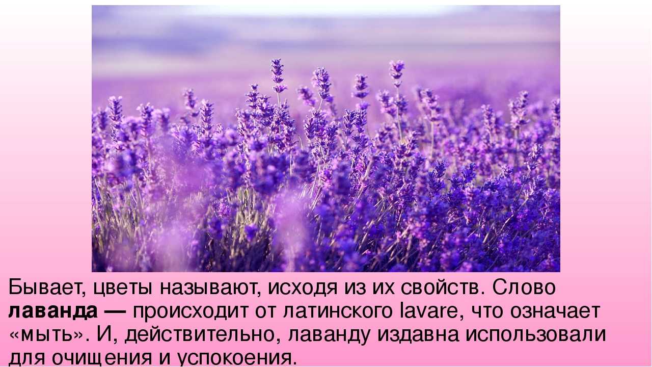 Лаванда: фото, обычная среда обитания, выращивание из семян, особенности ухода - sadovnikam.ru
