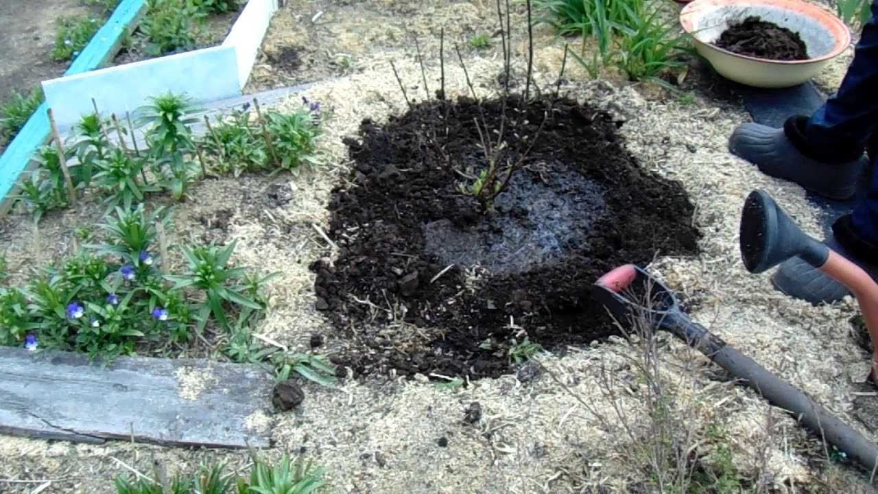 Как поливать гортензию садовую правильно