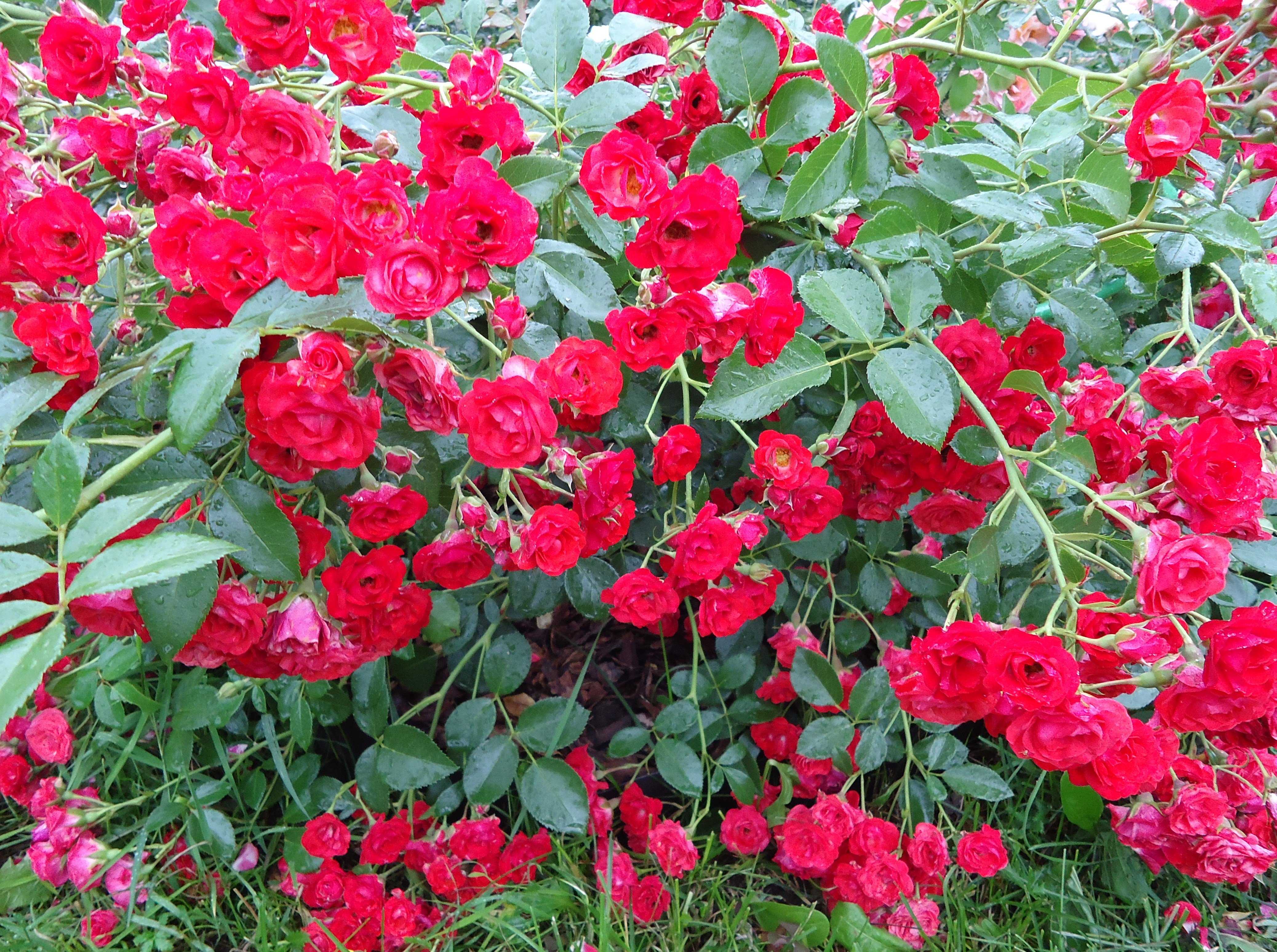 Роза Скарлет Мейдиланд Декор Scarlet Meidiland Decor — что это за почвопокровный сорт, описание, как выглядит Особенности выращивания плетистого шраба, как посадить розовый куст, правила ухода для наступления периода цветения