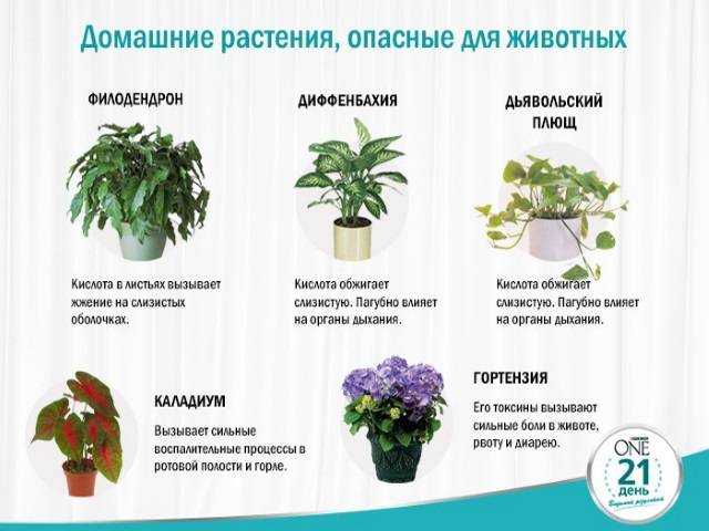 Самые ядовитые комнатные растения. названия, описания, фото — ботаничка.ru