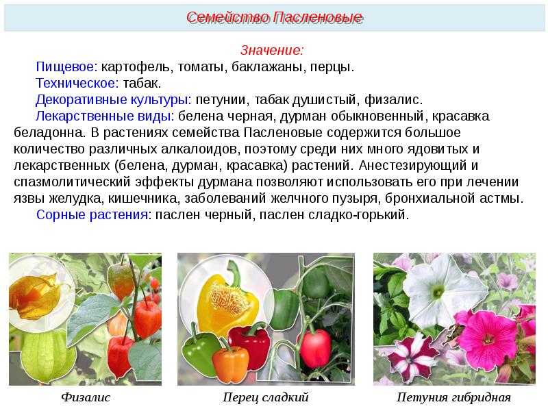Овощи семейства пасленовых — основной список, чем полезны и опасны растения