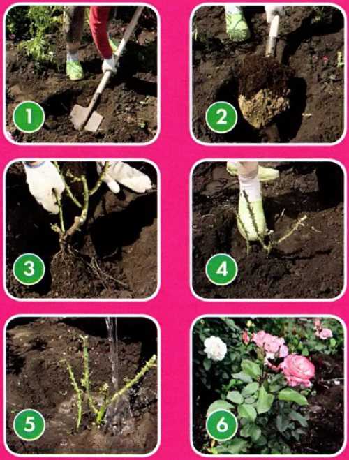 Садовые розы: всё о посадке, советы и правила, уход, выращивание и размножение, схемы посадки на клумбе, розарий на даче, как посадить розы, варианты размещения фото