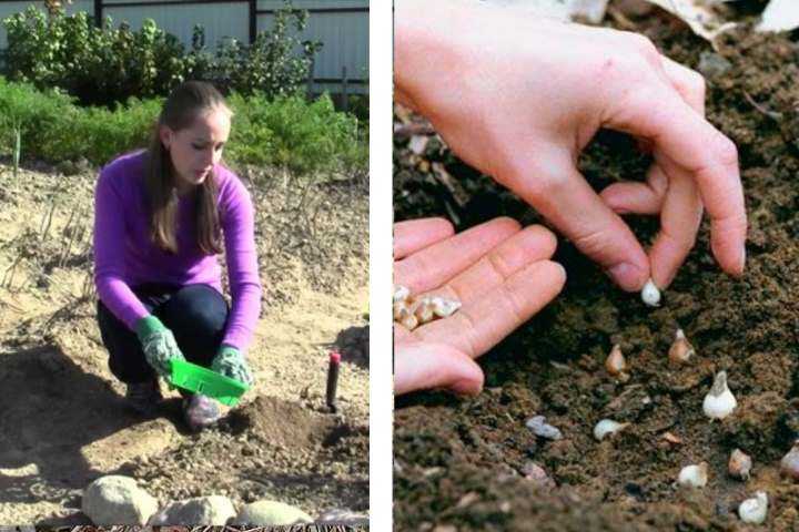 Подснежник: выращивание в открытом грунте и домашних условиях