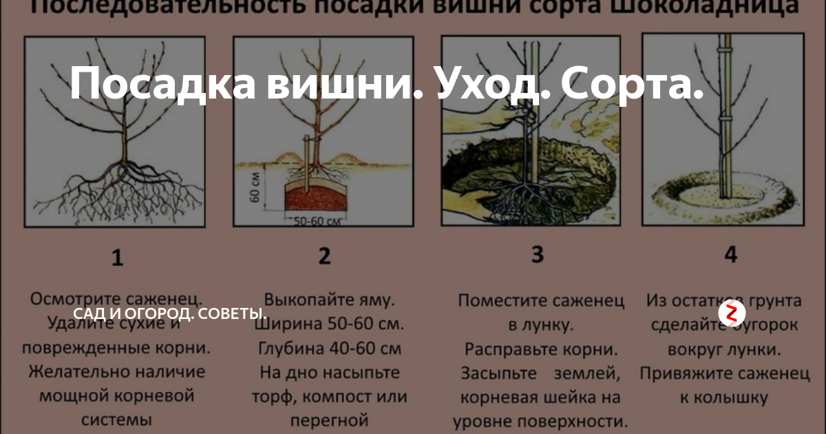 Схема посадки колоновидных яблонь - агро журнал dachnye-fei.ru