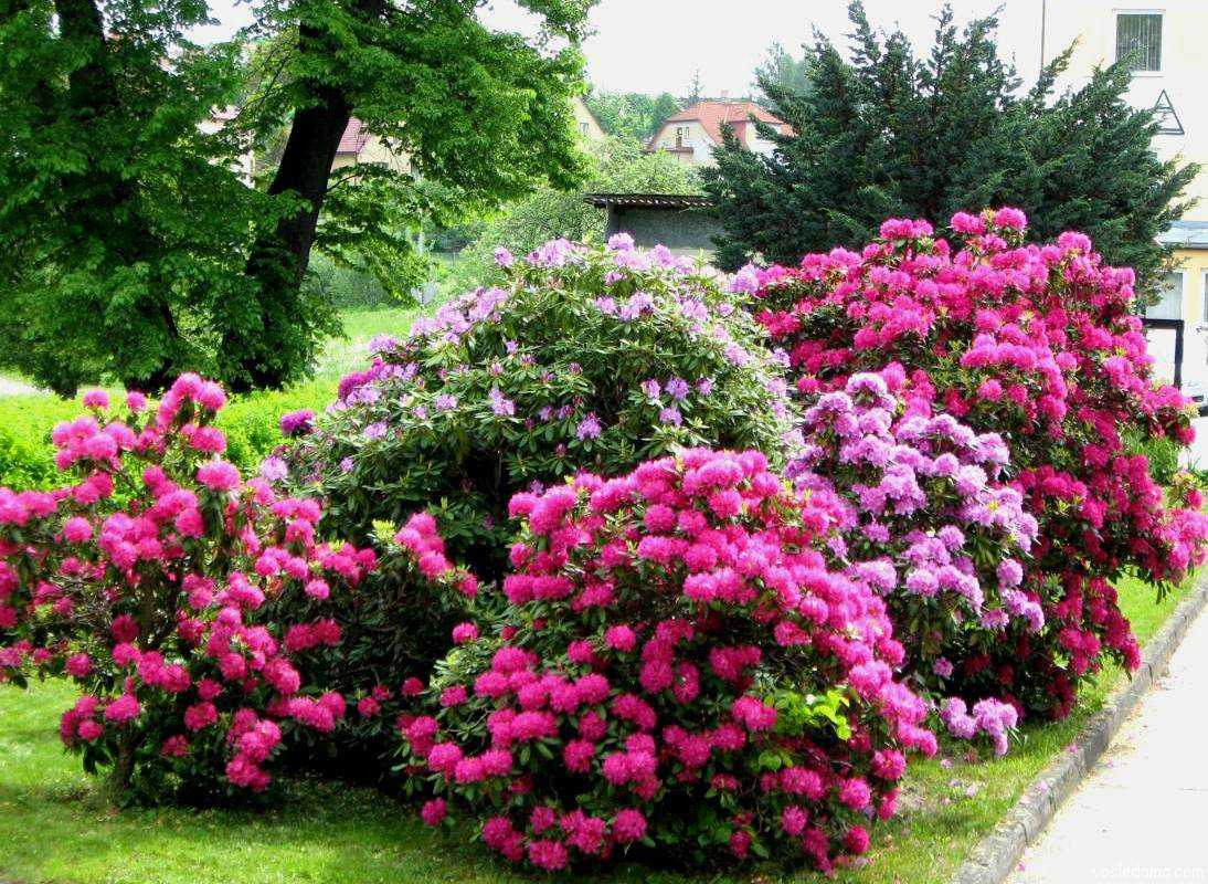 6 популярных кустарников, цветущих все лето