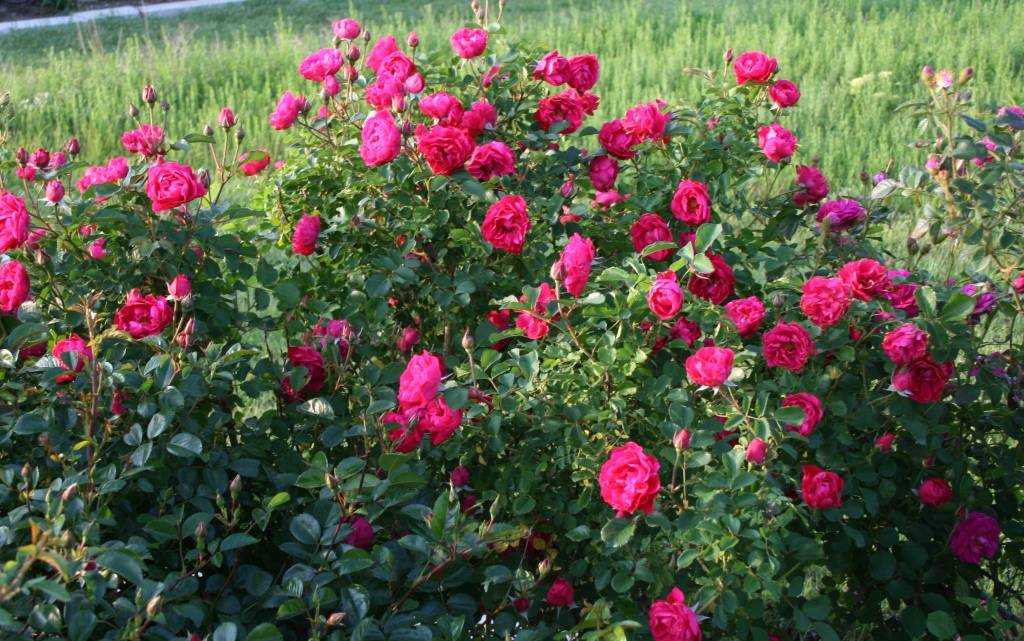 Канадская роза: сорта, фото, описание :: syl.ru