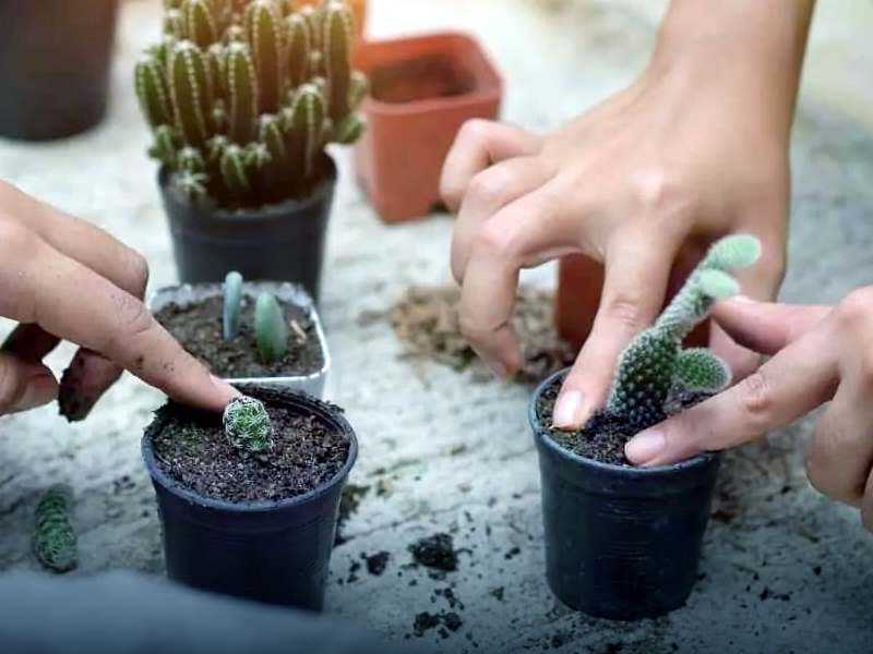Как посадить кактус — примеры выращивания из семян, пересадки без корней и деткой Выбор емкости и почвы, подбор инструментов Время роста цветка и варианты дальнейшего ухода