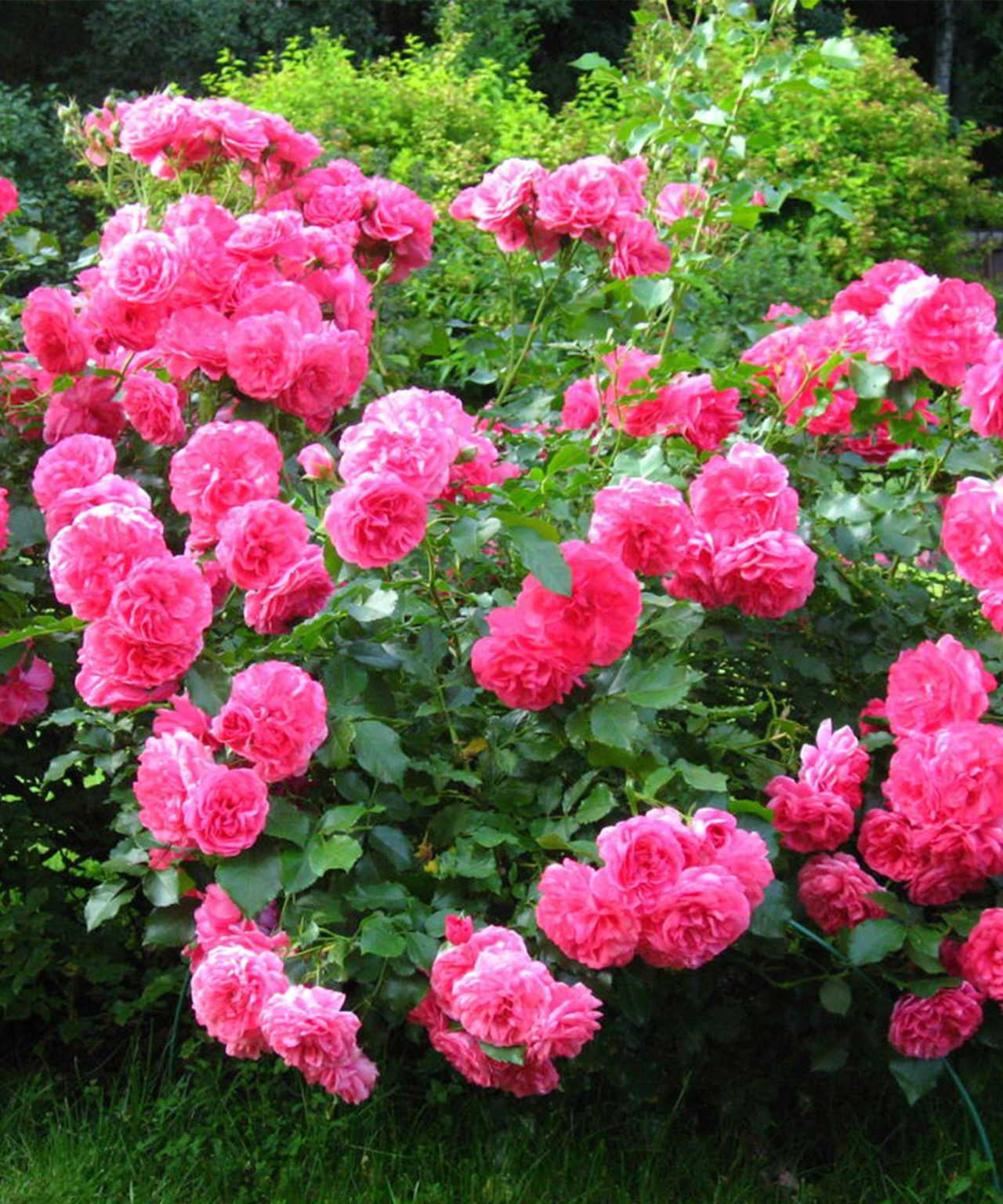 Плетистая роза rosarium uetersen (розариум ютерсен): описание сорта, фото