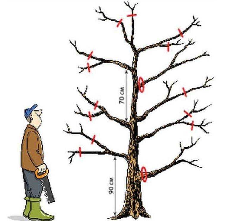 Как правильно обрезать большинство плодовых и декоративных деревьев в летний период: оптимальные сроки, схема, видео