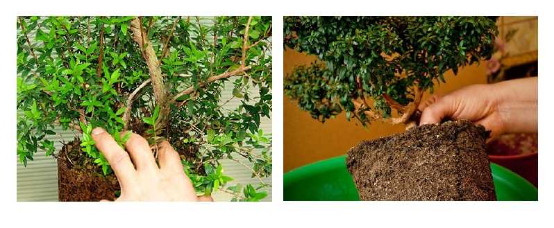 Мирт (миртовое дерево): уход в домашних условиях, пересадка и размножение, фото