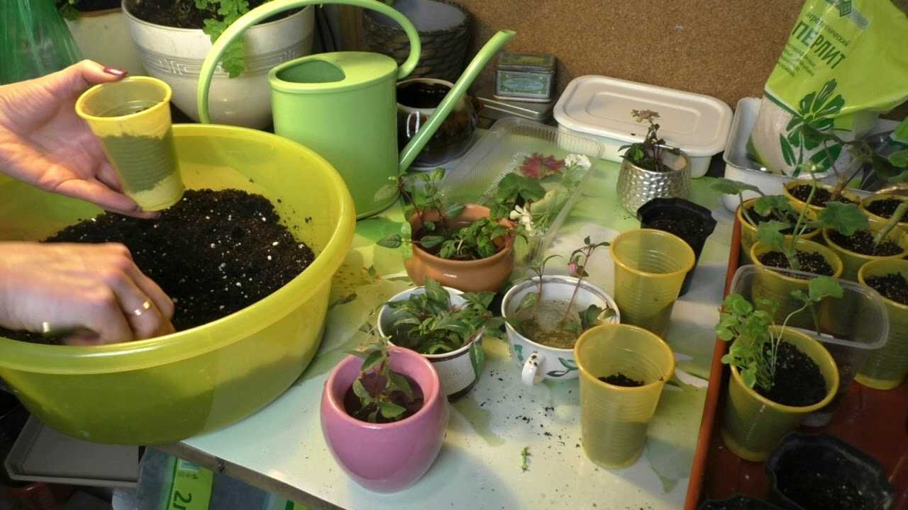 Фуксия — сорта, размножение, выращивание и уход в домашних условиях для начинающих