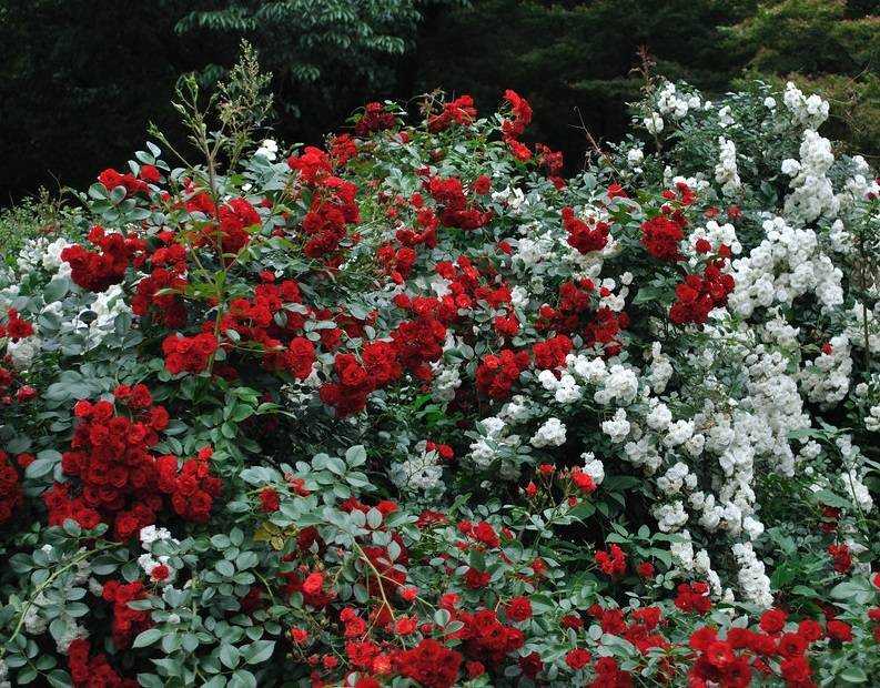12 топ сортов почвопокровных роз: название, фото, описание, уход, особенности