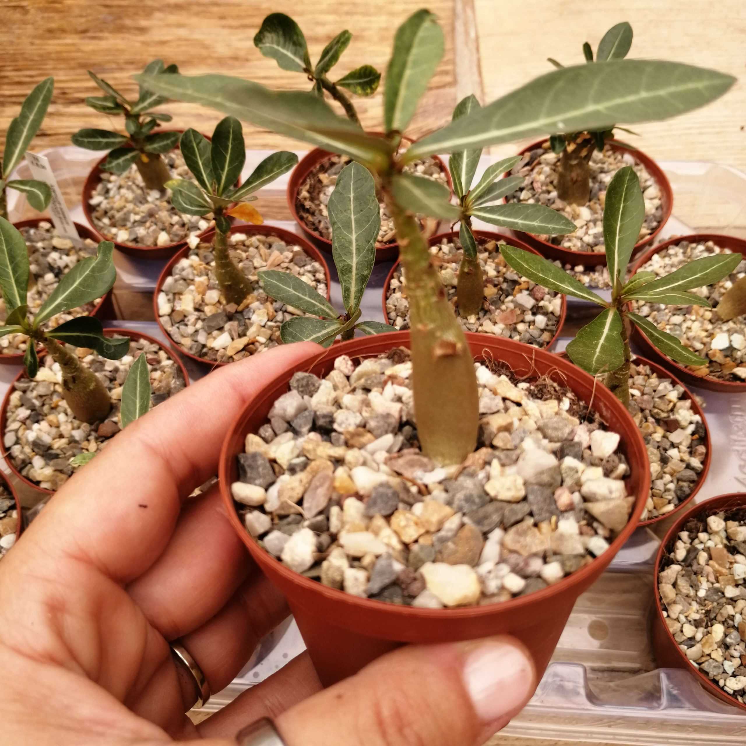 Выращивание адениума в домашних условиях: особенности посадки и ухода за растением
