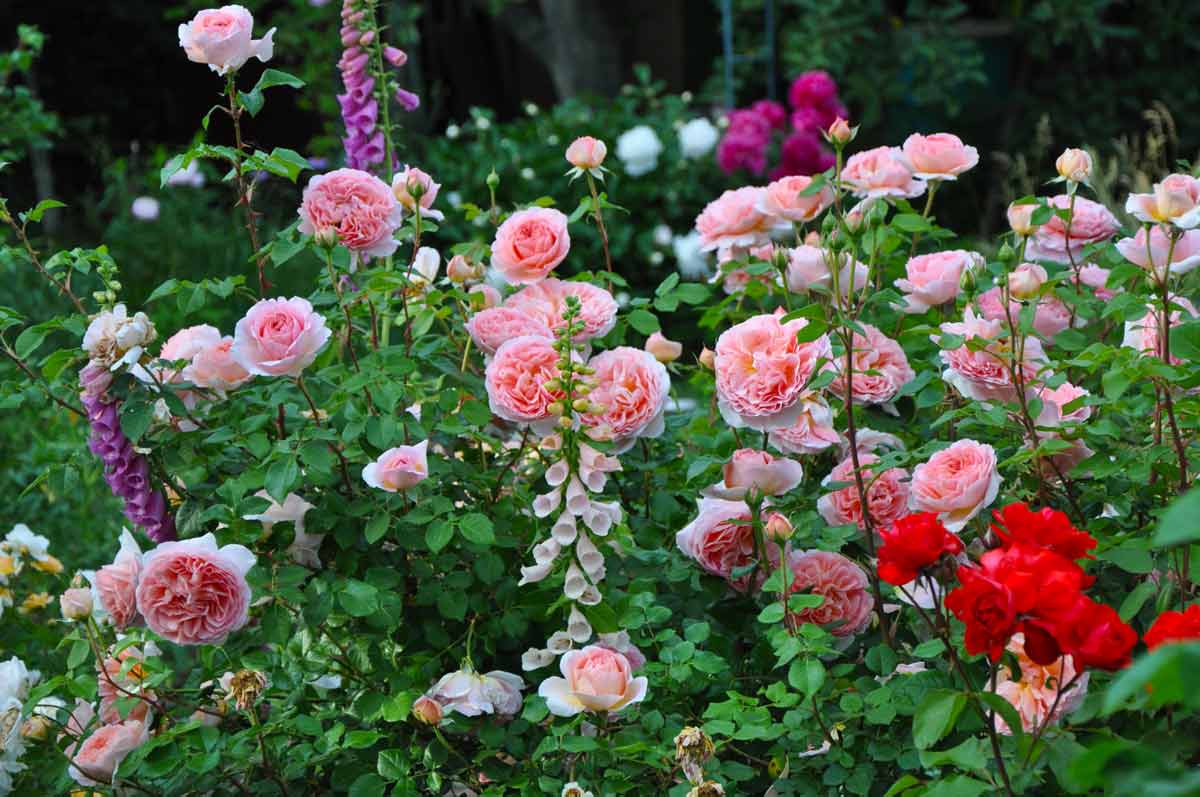 Особенности выращивания, размножения и ухода за английскими розами
