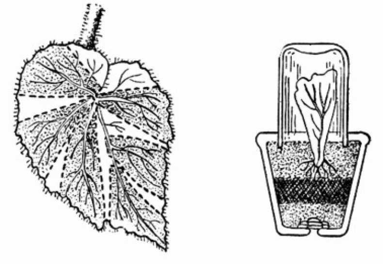 Размножение кротона в домашних условиях черенками, укоренение листом