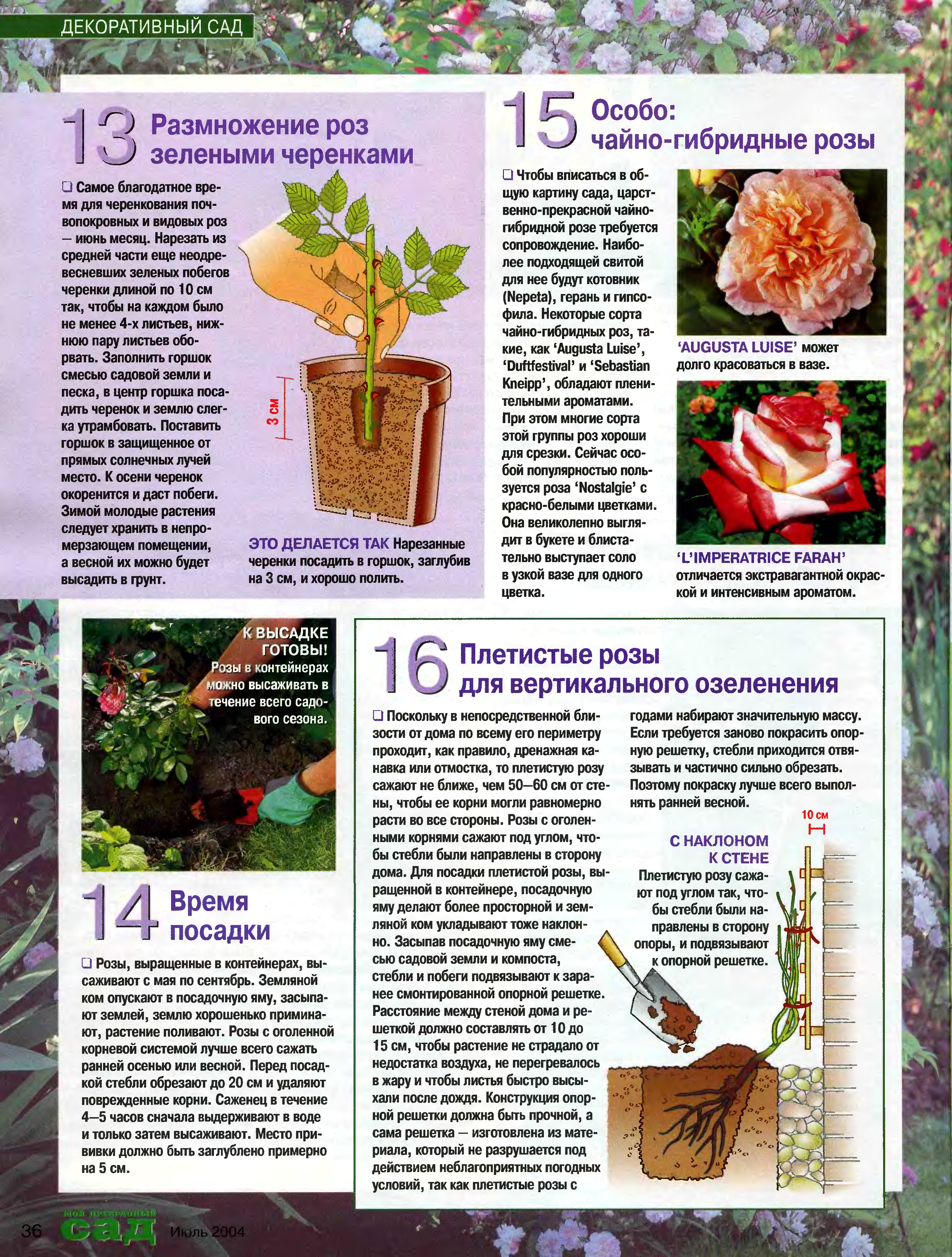 Полиантовая роза: выращивание из семян в домашних условиях