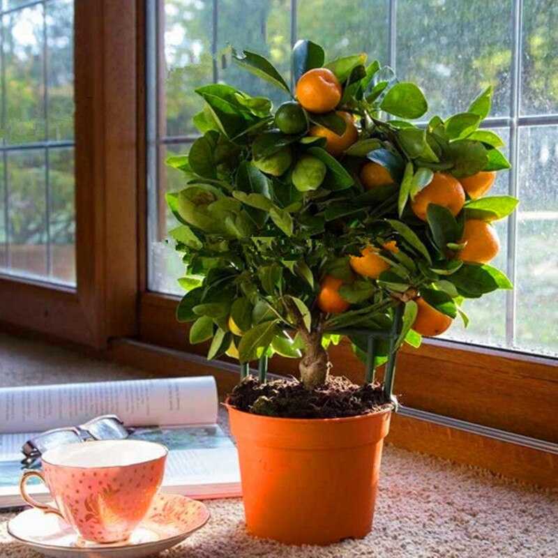 Декоративный апельсин дерево. апельсиновое дерево. уход за молодым саженцем