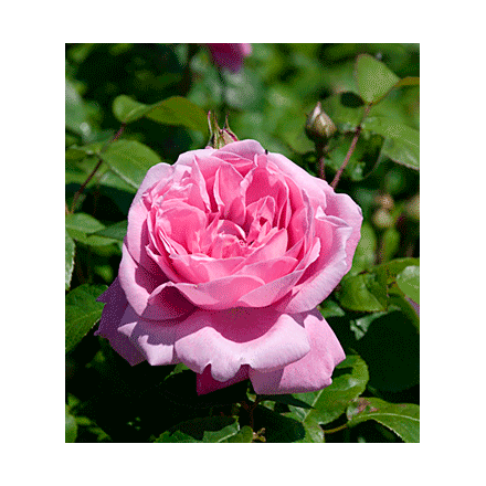 Роза мэри роуз: фото, описание, отзывы, выращивание