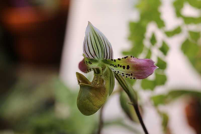 Орхидея венерин башмачок: описание и фото 17 сортов