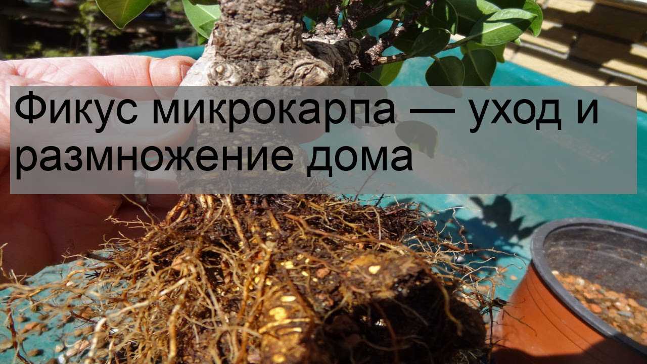 Как посадить фикус черенком: правила укоренения и посадки