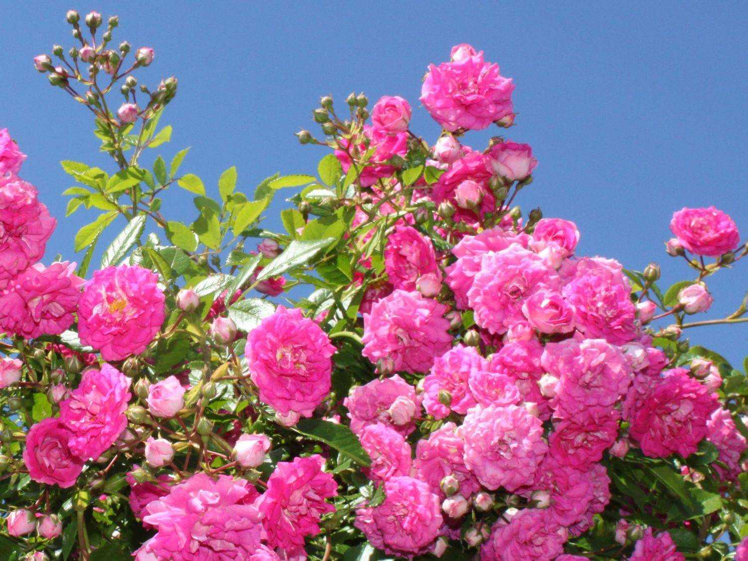Роза Супер Дороти Super Dorothy — что это за цветок Как выглядит один из лучших плетистых сортов из Германии Особенности выращивания почвопокровного розового куста Как цветет и нужна ли последующая обрезка