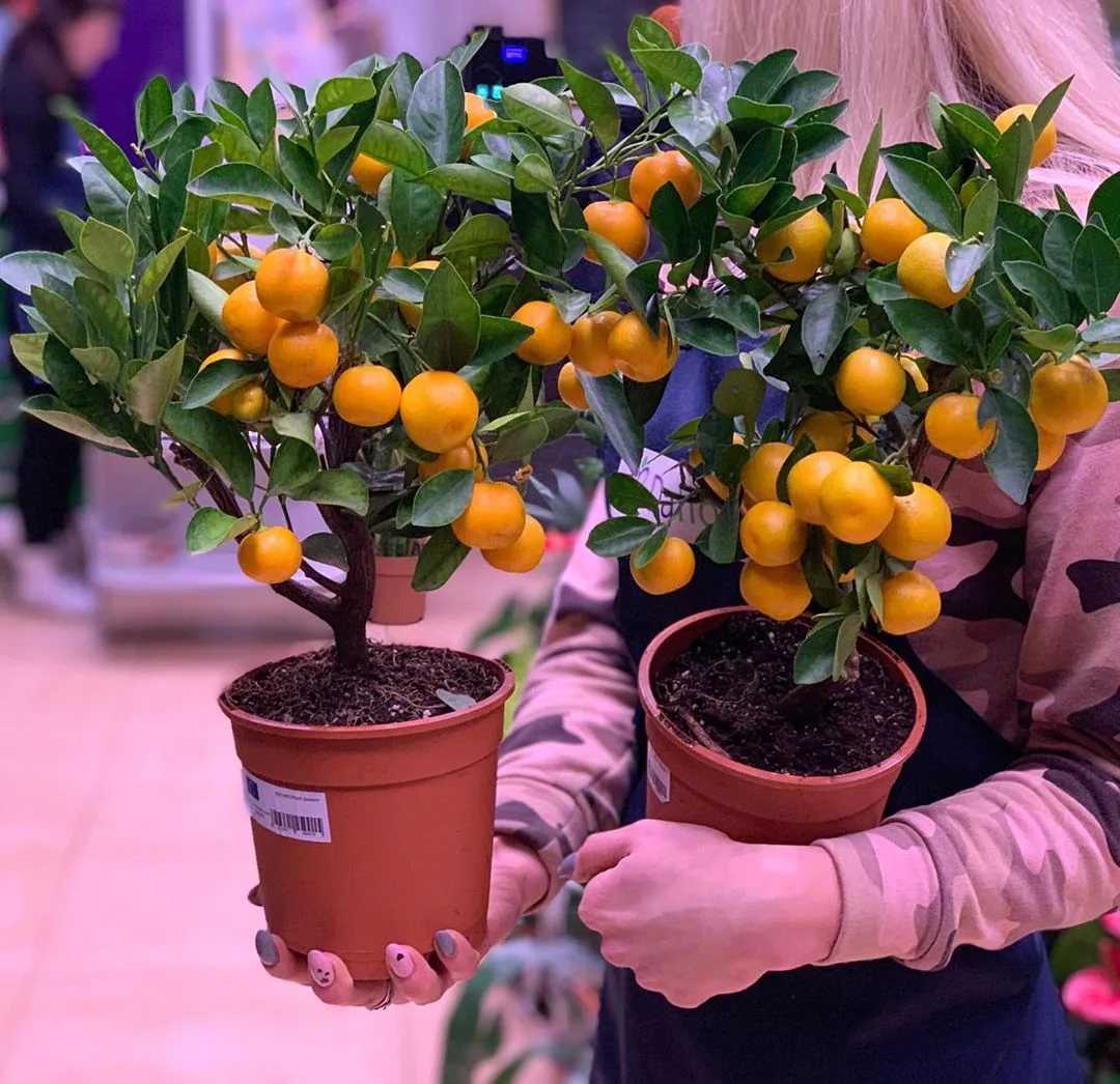 Каламондин citrus calamondin — что это за гибрид, как выглядит, описание растения, можно ли есть плоды Как ухаживать за цитрофортунеллой в домашних условиях Как часто цветет каламондин Размножение цитруса