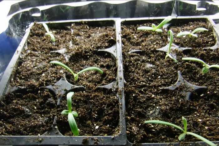Кермек: фото, выращивание из семян, посадка и уход, татарский, лимониум, ситица, многолетний, широколистный