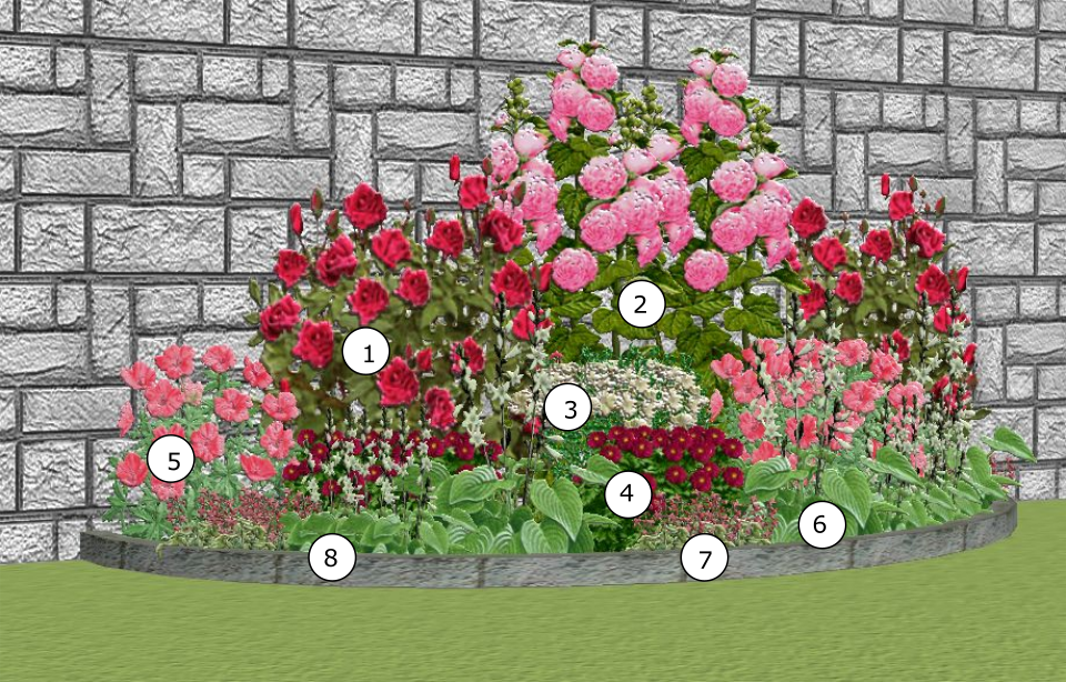 Какие варианты цветов лучше всего посадить в саду рядом с розами: беспроигрышные сочетания!