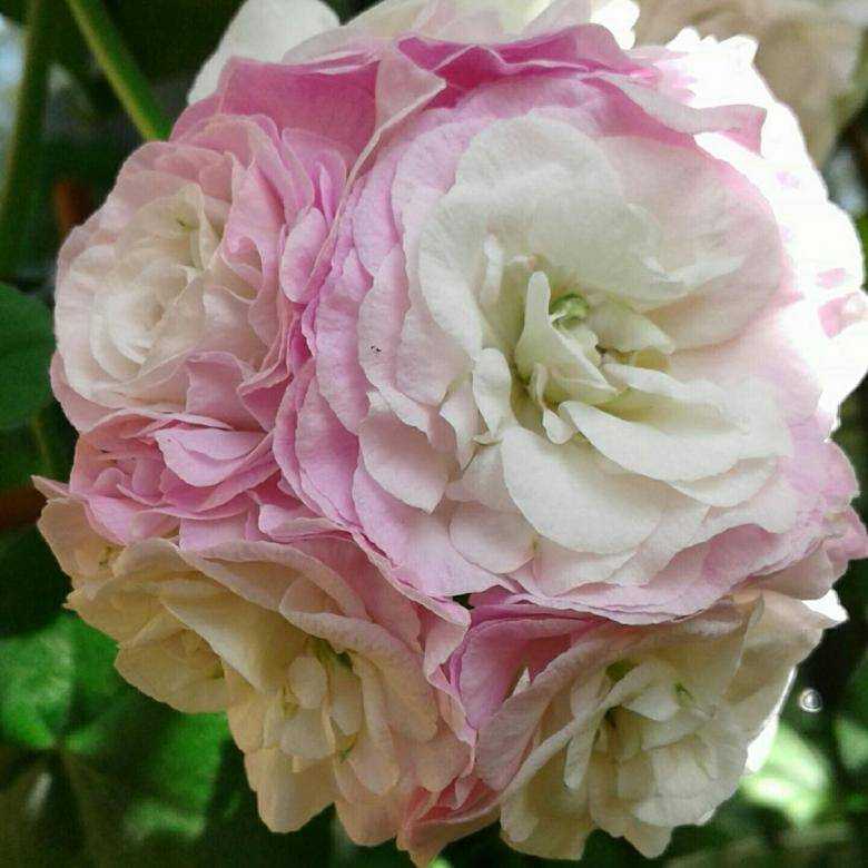 О пеларгонии pac viva rosita (пак вива розита): описание сорта, выращивание