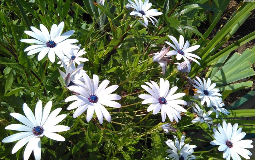 ᐉ цветок остеоспермум: посадка и уход в открытом грунте, фото, выращивание в саду - roza-zanoza.ru