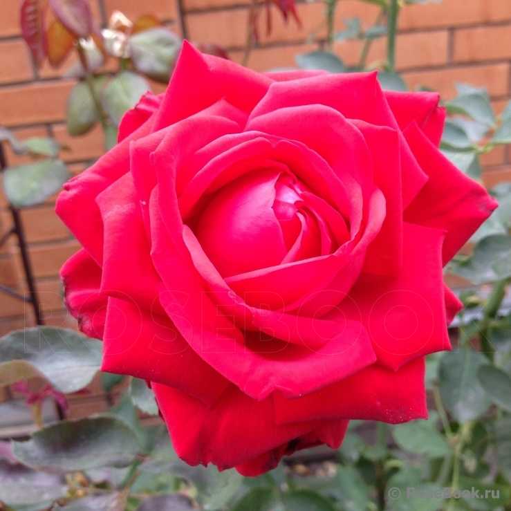Софи лорен роза - описание, советы по выращиванию, отзывы