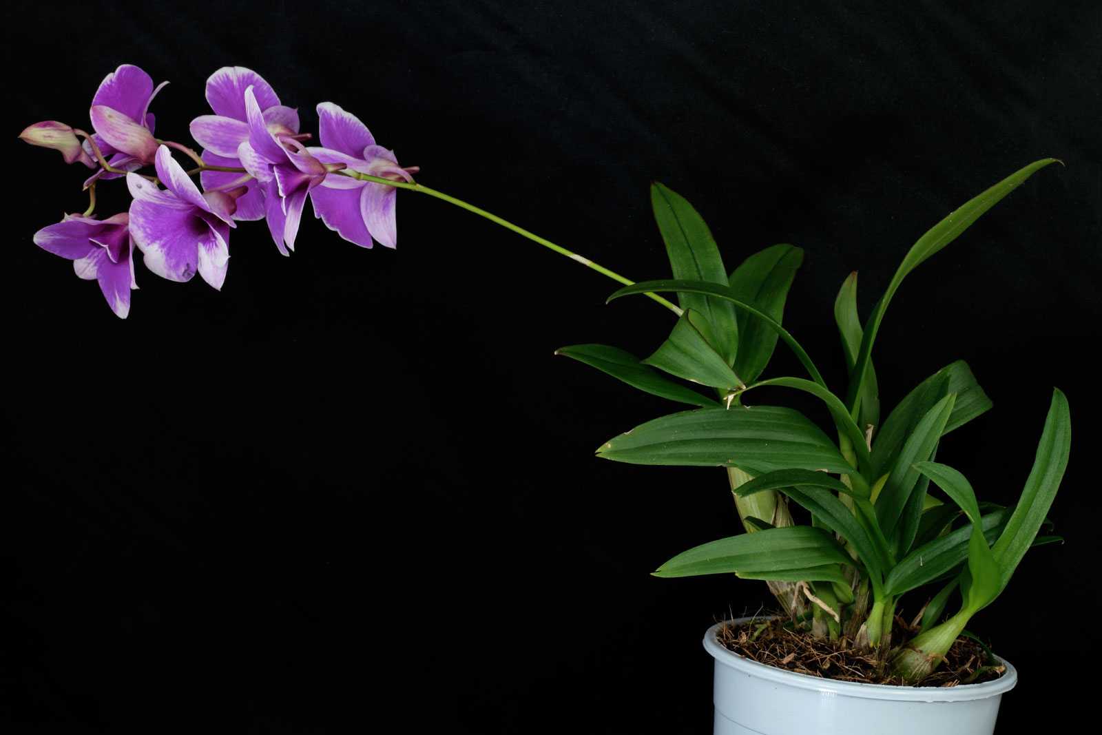 Орхидея дендробиум нобиле: уход в домашних условиях, размножение и пересадка