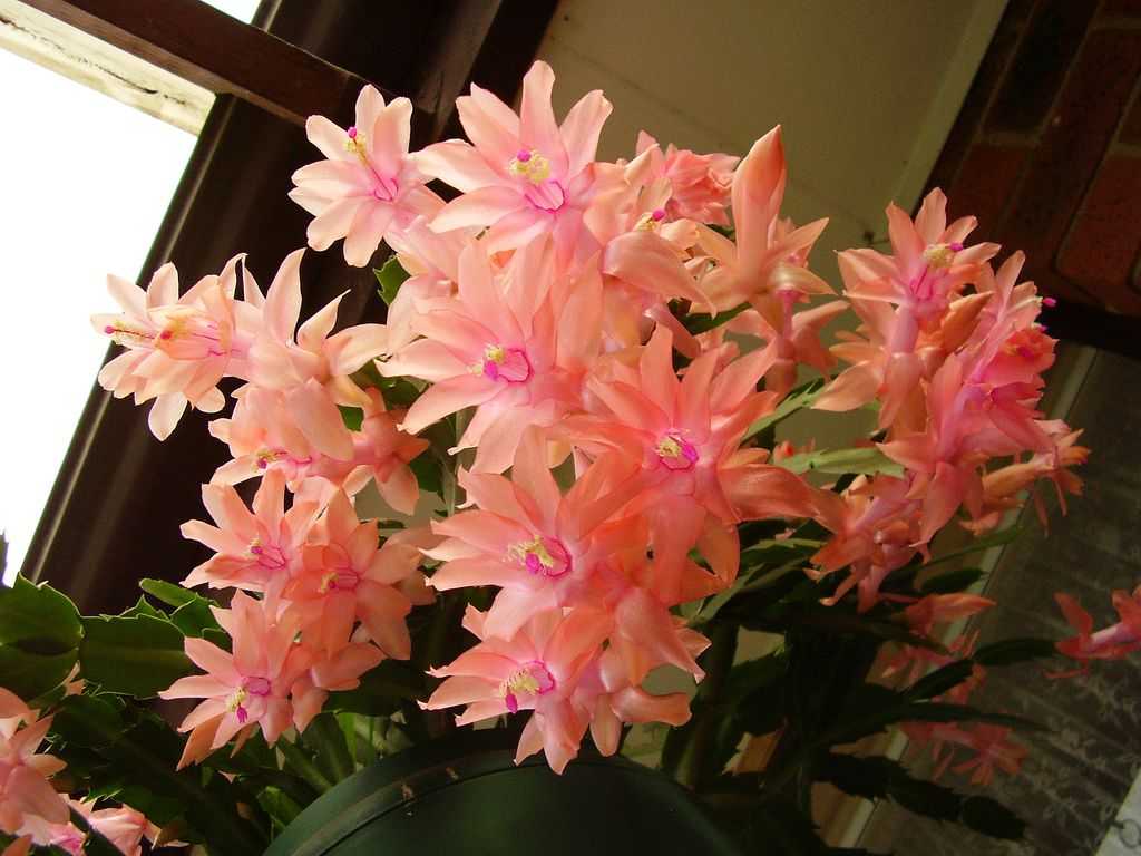 Фото цветка декабриста цветущего