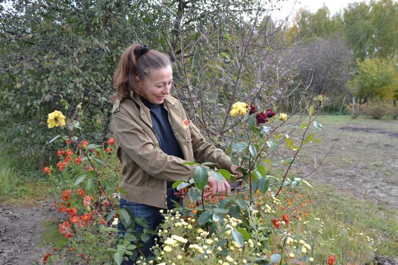 Как узнать плетистая роза или шиповник. как отличить розу от шиповника по листьям и побегам