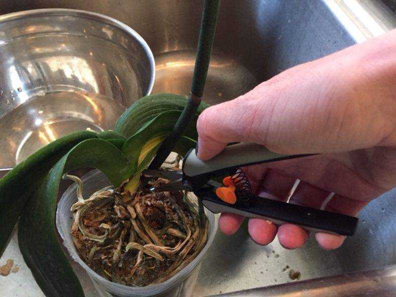 Пошаговая пересадка орхидеи фаленопсис в домашних условиях, особенности выбора горшка и грунта
