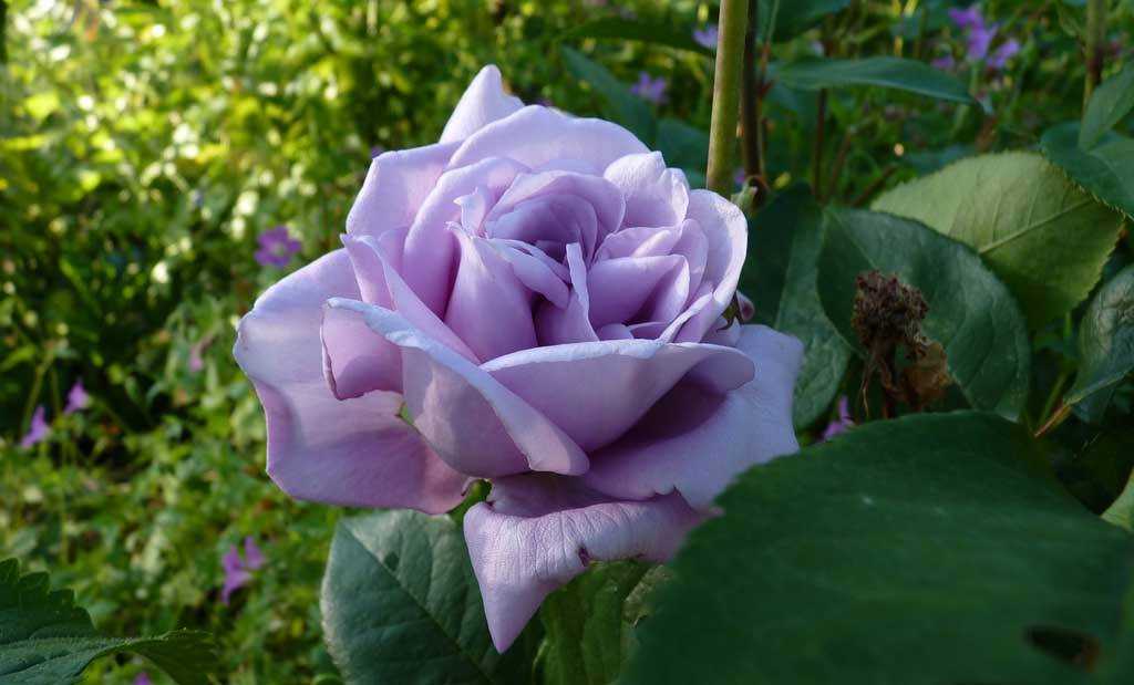 Роза Блю Мун Blue Moon — описание этого сорта оригинальной раскраски, как выглядит, под какими ещё названиями известен этот цветок Как посадить плетистую розу Голубая лагуна, условия ухода и содержания