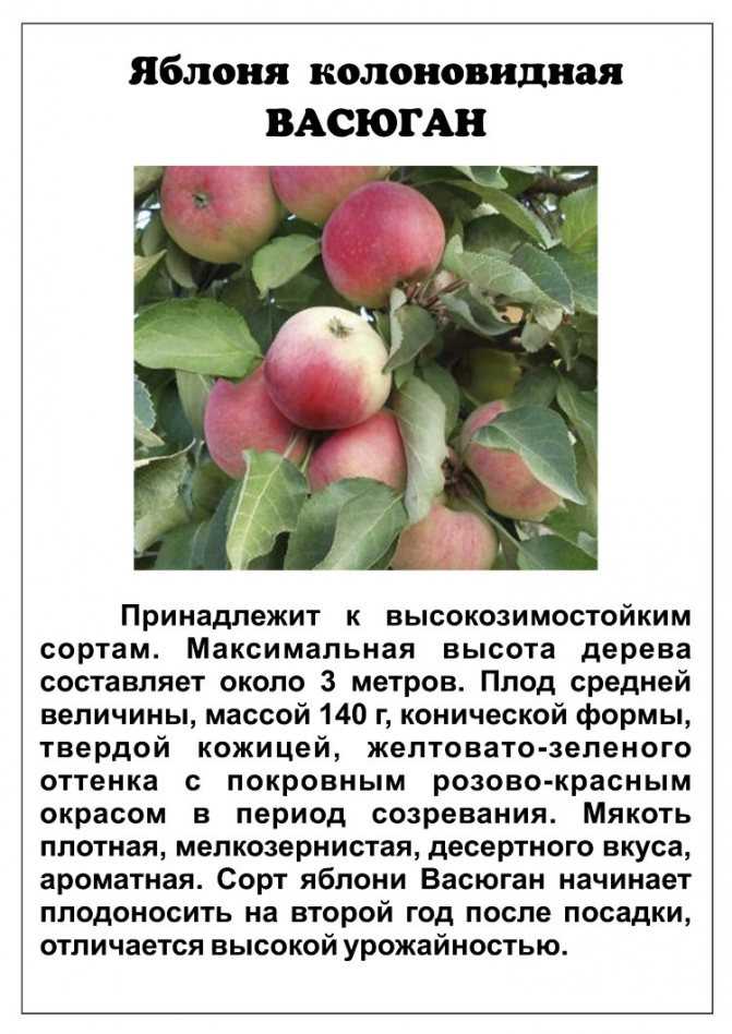 Как выглядит яблоня Васюган колоновидная, какой размер ее кроны и высота ствола История селекции и регионы выращивания Описание плодов, сроке жизни, периодах цветения и плодоношения Особенности посадки и ухода за садовым деревом