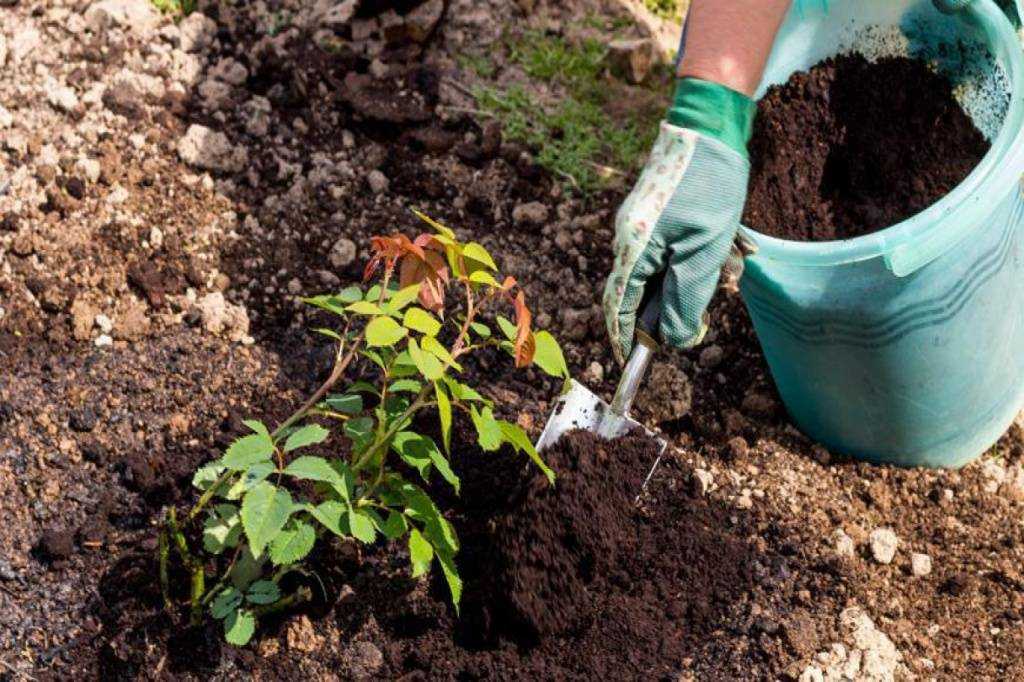 Как посадить и ухаживать за адонисом амурским, весенним, красным: полив, удобрение