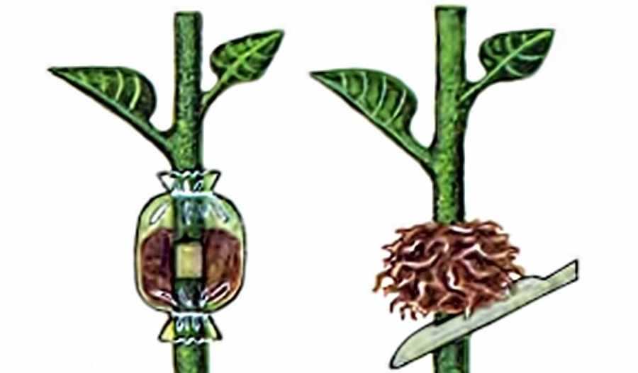 Размножение кротона (кодиеума) черенками, листьями и другими способами в домашних условиях