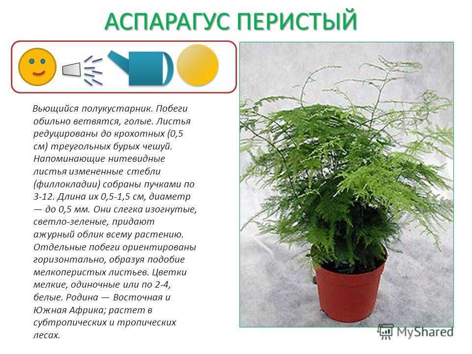 Аспарагус — выращивание и уход в домашних условиях. фото — ботаничка.ru